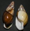 Amphidromus beschaueri