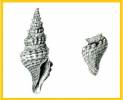 Drillia sesquitertia