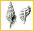 Guraleus verhoeffeni