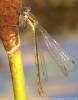 Lestes sponsa - šídlatka páskovaná