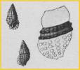 Clypeomorus bifasciatus