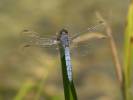 Orthetrum coerulescens - vážka žlutoskvrnná