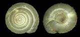Aegista quelpartensis
