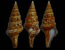 Clavatula strebeli
