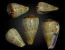 Conus equiminaensis
