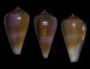 Conus carnalis