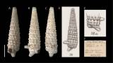 Triphora tubifera