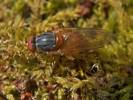 Brachyopa scutellaris