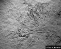 Diacanthaspis minuta