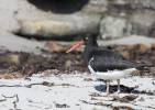 Haematopus leucopodus - ústřičník žlutooký