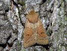 Orthosia miniosa - jarnice zardělá