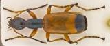 Odacantha melanura - střevlíček rákosní