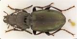 Pterostichus foveolatus