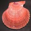 Argopecten purpuratus