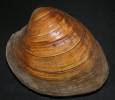 Mercenaria mercenaria - Northern Quahog