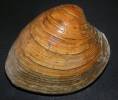Mercenaria mercenaria - Northern Quahog