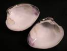 Mercenaria mercenaria - Northern Quahog