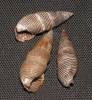 Batillaria zonalis