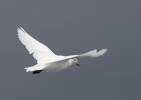 Chionis albus - Snowy Sheathbill