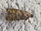 Epinotia nanana
