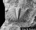 Prionopeltis archiaci