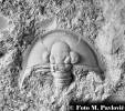 Prionopeltis archiaci