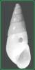 Megastomia conoidea - pyramidelka homolicovitá