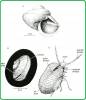 Anatoma crispata