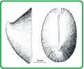 Emarginula crassa