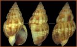 Tritia incrassata