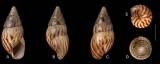 Leptocalina zebriolata