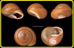 Rhysotina welwitschi