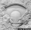 Prionopeltis archiaci