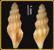 Sorgenfreispira exilis