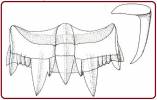 Jaton decussatus