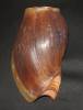 Cymbium pachyus