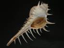 Murex echinodes