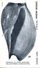 Cymbium pachyus