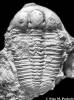 Otarion diffractum