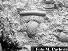 Conoparia testificatum