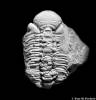 Ananaspis fecunda