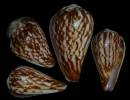 Conus alexandrinus