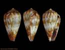 Conus allaryi