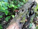 Arrhenia discorosea