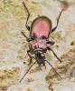 Pterostichus burmeisteri - střevlíček kovový