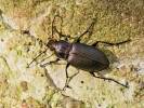 Poecilus versicolor