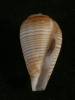 Conus fuscolineatus