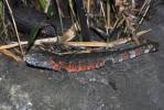 Shinisaurus crocodilurus - krokodýlovec čínský