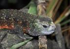 Shinisaurus crocodilurus - krokodýlovec čínský