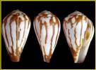 Conus bulbus